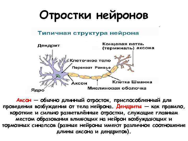 Отростки нейронов Аксон — обычно длинный отросток, приспособленный для проведения возбуждения от тела нейрона.