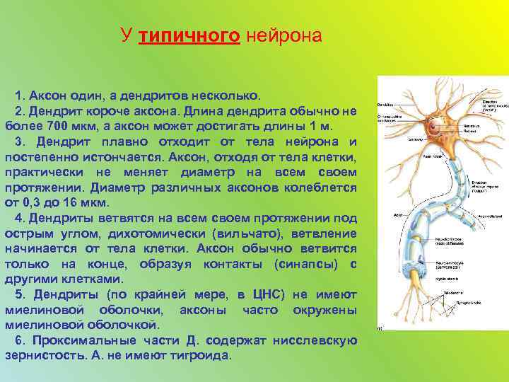 У типичного нейрона 1. Аксон один, а дендритов несколько. 2. Дендрит короче аксона. Длина