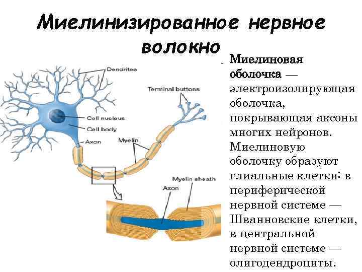 Миелинизированное нервное волокно Миелиновая оболочка — электроизолирующая оболочка, покрывающая аксоны многих нейронов. Миелиновую оболочку
