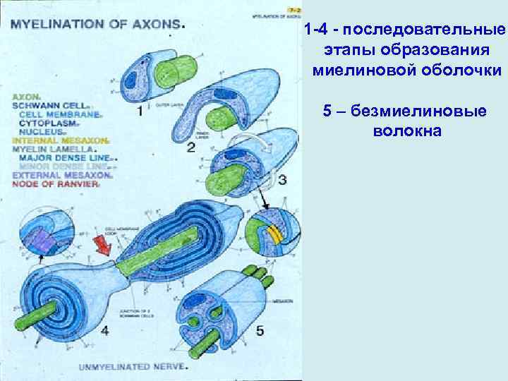 1 -4 - последовательные этапы образования миелиновой оболочки 5 – безмиелиновые волокна 