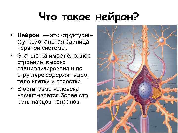 Что такое нейрон? • Нейрон — это структурнофункциональная единица нервной системы. • Эта клетка