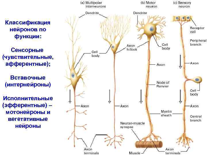 Классификация нейронов по функции: Сенсорные (чувствительные, афферентные); Вставочные (интернейроны) Исполнительные (эфферентные) – мотонейроны и