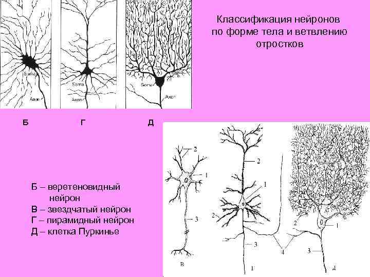 Классификация нейронов по форме тела и ветвлению отростков Б Г Б – веретеновидный нейрон