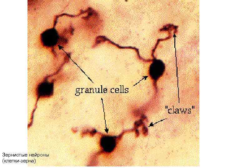 Зернистые нейроны (клетки-зерна) 