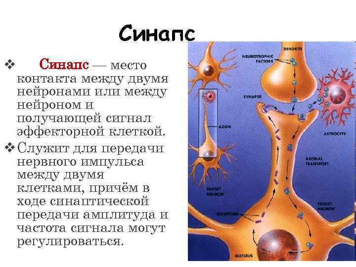 Синапс — место контакта между двумя нейронами или между нейроном и получающей сигнал эффекторной