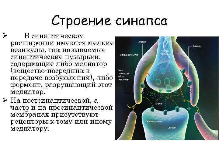 Строение синапса В синаптическом расширении имеются мелкие везикулы, так называемые синаптические пузырьки, содержащие либо