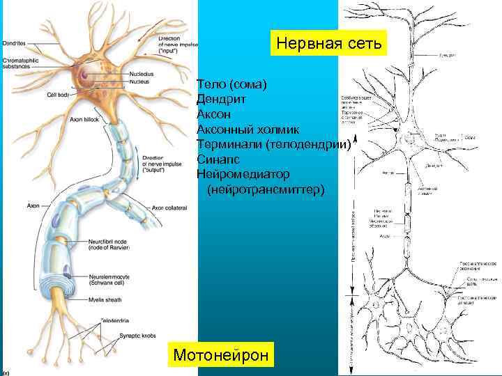 Нервная сеть Тело (сома) Дендрит Аксонный холмик Терминали (телодендрии) Синапс Нейромедиатор (нейротрансмиттер) Мотонейрон 