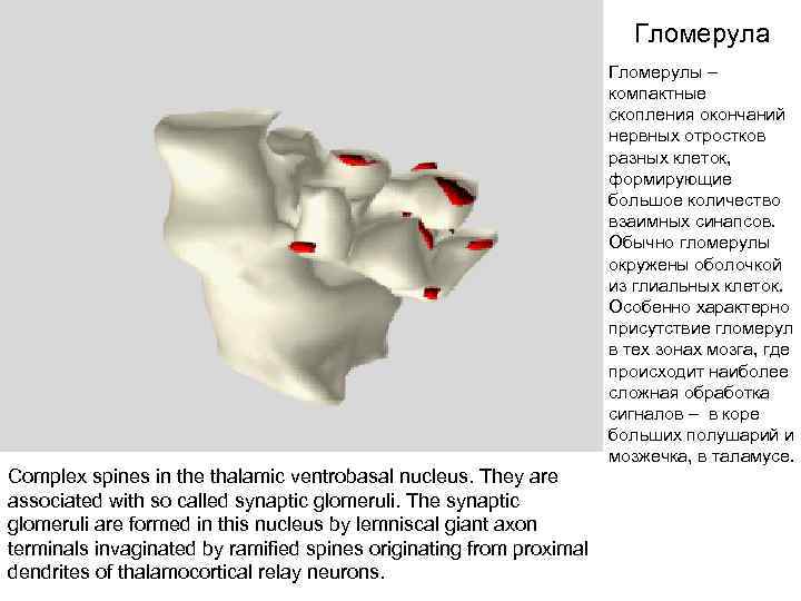 Гломерула Complex spines in the thalamic ventrobasal nucleus. They are associated with so called