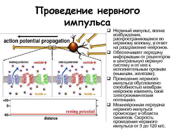 Проведение нервного импульса. Какая структура обеспечивает процесс проведения нервного импульса?. Нервный Импульс и его проведение по нервному волокну. Проведение нервного импульса по нейрону. Проведение нервного импульса в ЦНС.