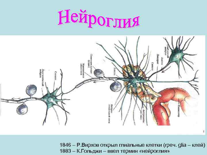 1846 – Р. Вирхов открыл глиальные клетки (греч. glia – клей) 1883 – К.