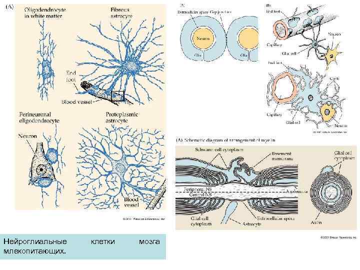 Нейроглиальные млекопитающих. клетки мозга 