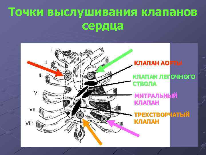 Точки выслушивания клапанов сердца КЛАПАН АОРТЫ КЛАПАН ЛЕГОЧНОГО СТВОЛА МИТРАЛЬНЫЙ КЛАПАН ТРЕХСТВОРЧАТЫЙ КЛАПАН 