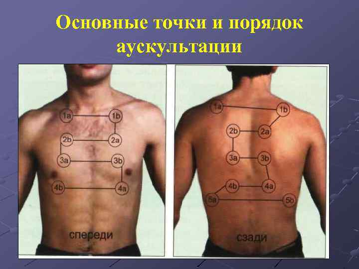 Основные точки и порядок аускультации 