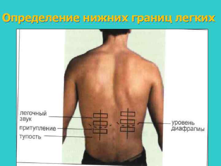 Определение нижних границ легких 