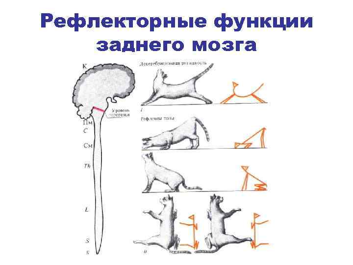 Рефлекторный мозг. Рефлексы заднего мозга. Рефлекторная функция заднего мозга. Рефлексы заднего мозга кратко. Рефлекторная деятельность ствола мозга.