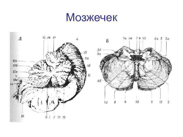 Мозжечек 