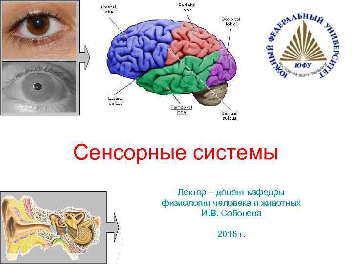 Сенсорные системы Лектор – доцент кафедры физиологии человека и животных И. В. Соболева 2016
