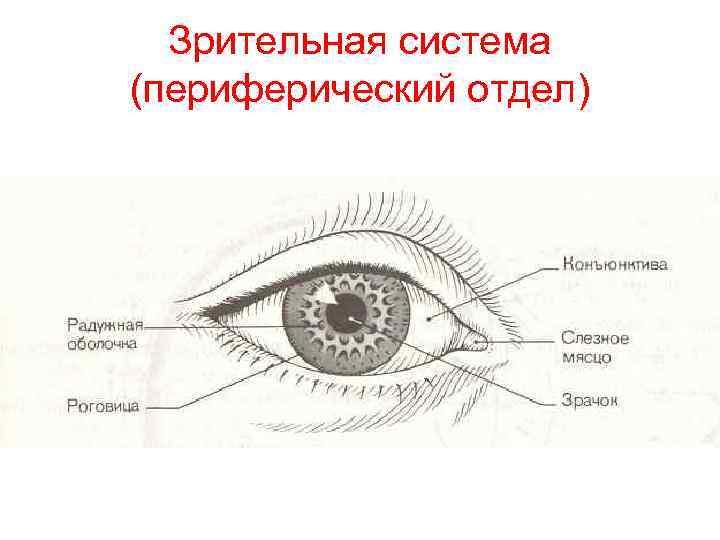 Зрительная система (периферический отдел) 