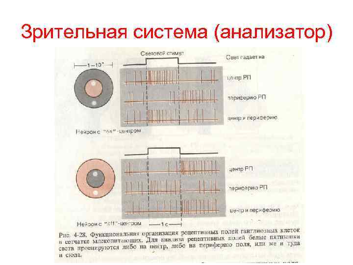 Зрительная система (анализатор) 