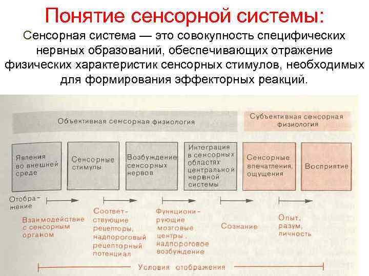 Понятие сенсорной системы: Сенсорная система — это совокупность специфических нервных образований, обеспечивающих отражение физических