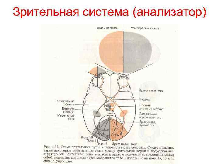 Зрительная система (анализатор) 