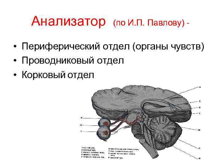 Анализатор (по И. П. Павлову) - • Периферический отдел (органы чувств) • Проводниковый отдел