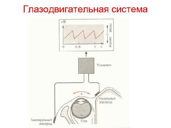 Глазодвигательная система 