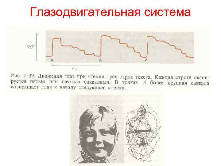 Глазодвигательная система 