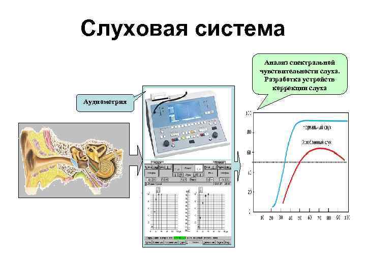 Слуховая система Анализ спектральной чувствительности слуха. Разработка устройств коррекции слуха Аудиометрия 