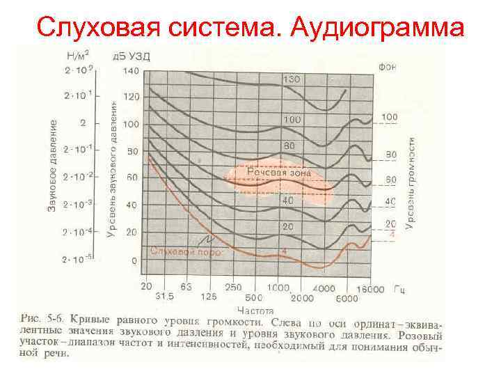 Слуховая система. Аудиограмма 