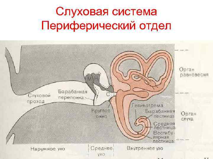 Слуховая система Периферический отдел 