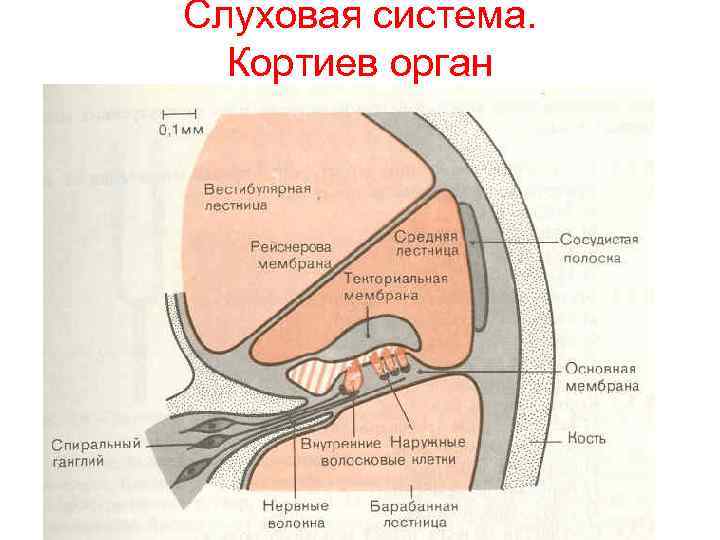 Кортиев орган схема