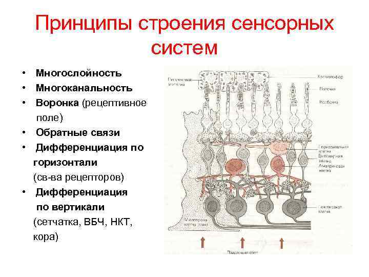 Общая схема сенсорной системы