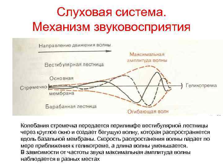Слуховая система. Механизм звуковосприятия Колебания стремечка передается перилимфе вестибулярной лестницы через круглое окно и