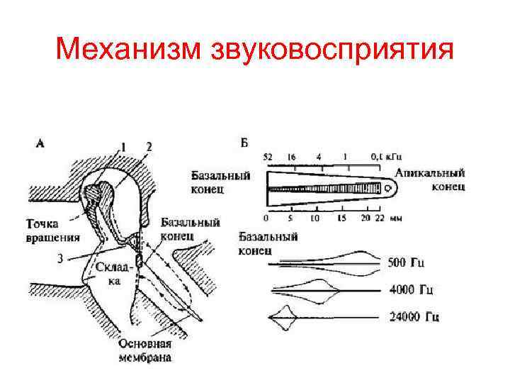 Механизм звуковосприятия 