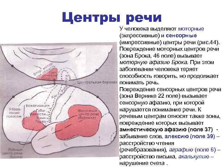 Центры речи У человека выделяют моторные (экпрессивные) и сенсорные (импрессивные) центры речи (рис. 44).