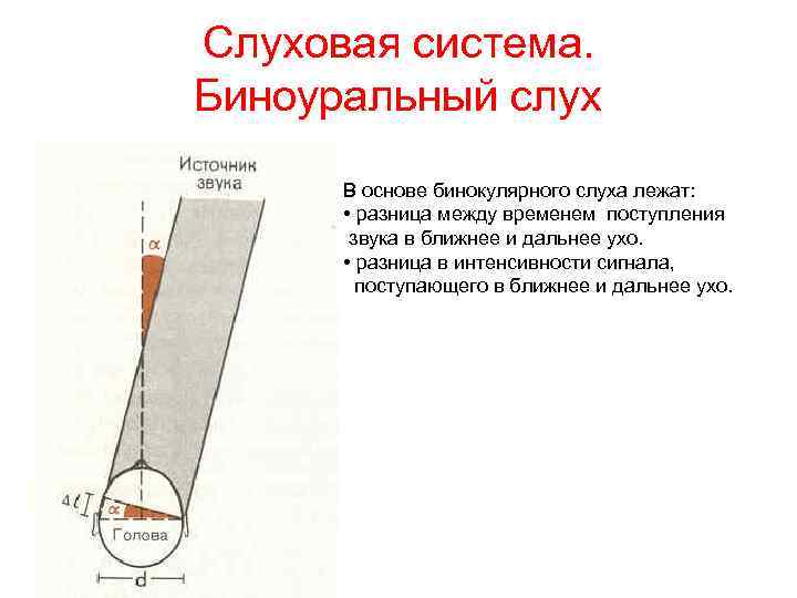 Слуховая система. Биноуральный слух В основе бинокулярного слуха лежат: • разница между временем поступления