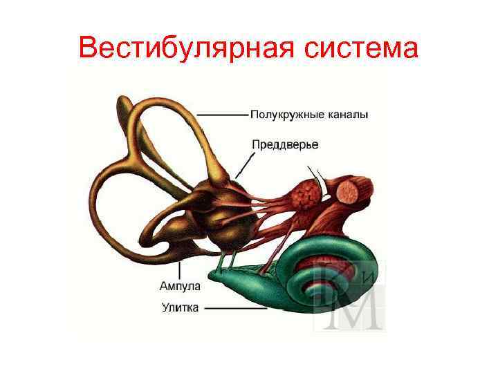 Вестибулярная система 