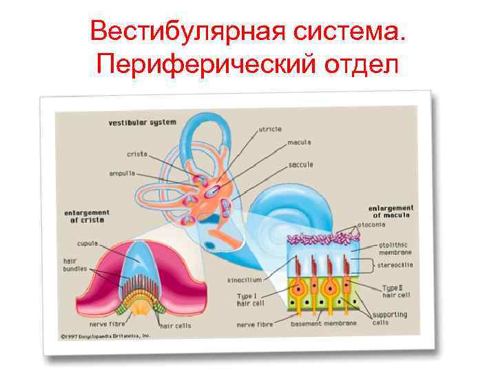 Зрительная сенсорная система картинки