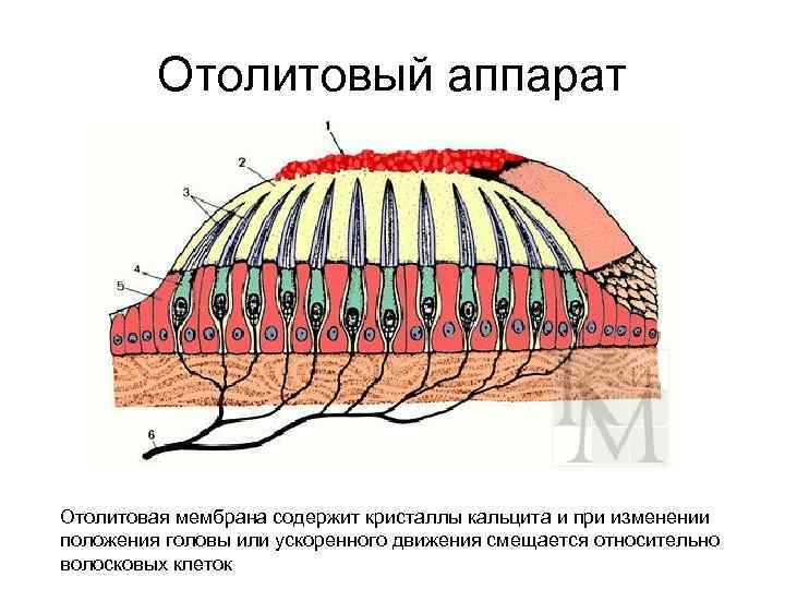 Отолитовый аппарат Отолитовая мембрана содержит кристаллы кальцита и при изменении положения головы или ускоренного