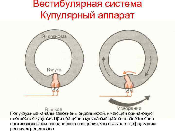 Вестибулярная система Купулярный аппарат Полукружные каналы заполнены эндолимфой, имеющей одинаковую плотность с купулой. При