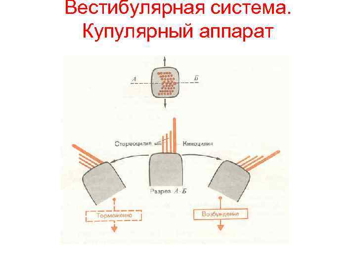 Вестибулярная система. Купулярный аппарат 