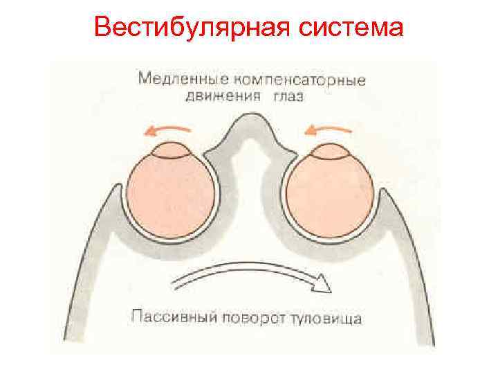 Вестибулярная система 