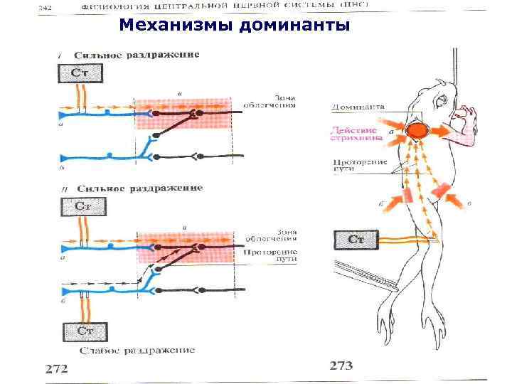 Механизмы доминанты 