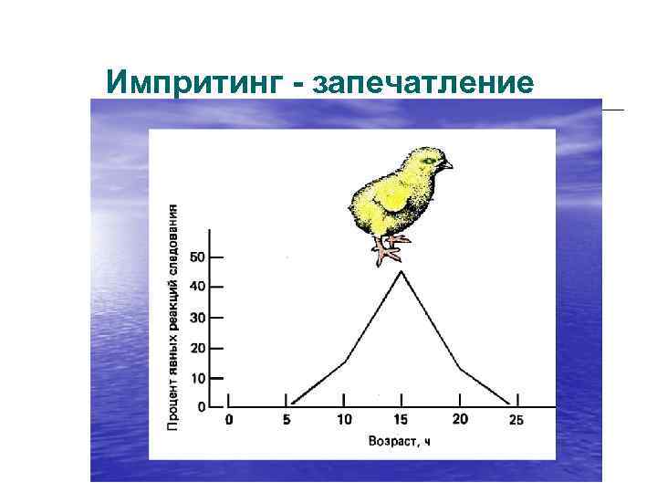 Импритинг - запечатление 