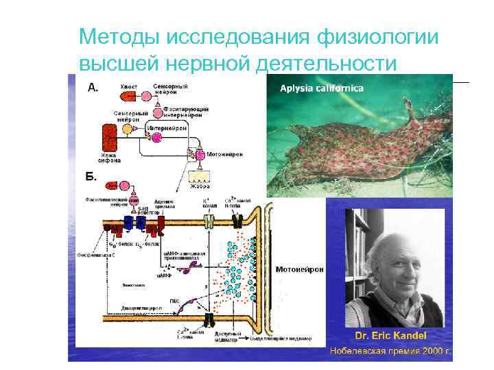 Методы исследования физиологии высшей нервной деятельности 