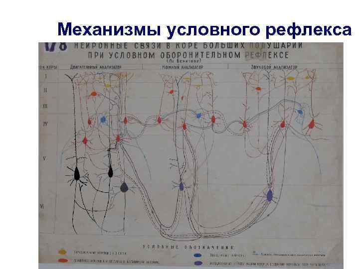 Механизмы условного рефлекса 