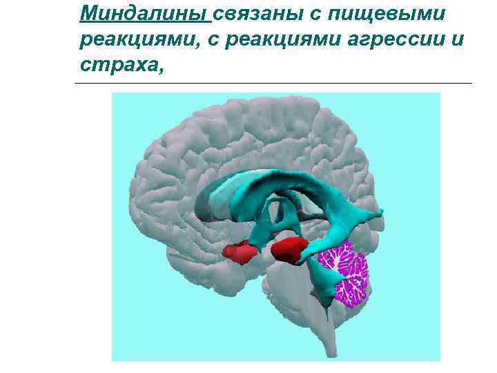 Миндалины связаны с пищевыми реакциями, с реакциями агрессии и страха, 