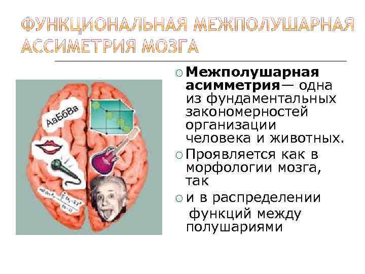  Межполушарная асимметрия— одна из фундаментальных закономерностей организации человека и животных. Проявляется как в