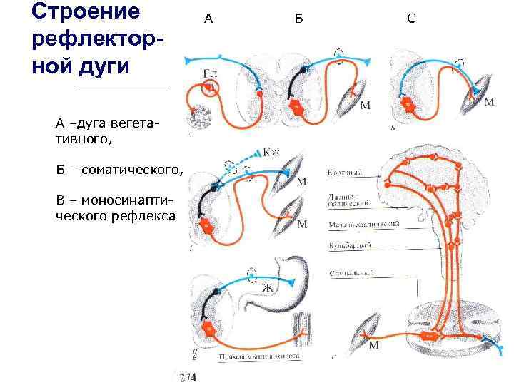 Строение рефлекторной дуги А –дуга вегетативного, Б – соматического, В – моносинаптического рефлекса А